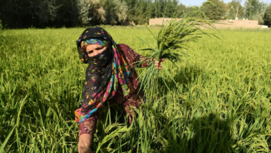 تحالف دولي لإعادة إحياء الزراعة في أفغانستان عبر مشروع تنموي ضخم