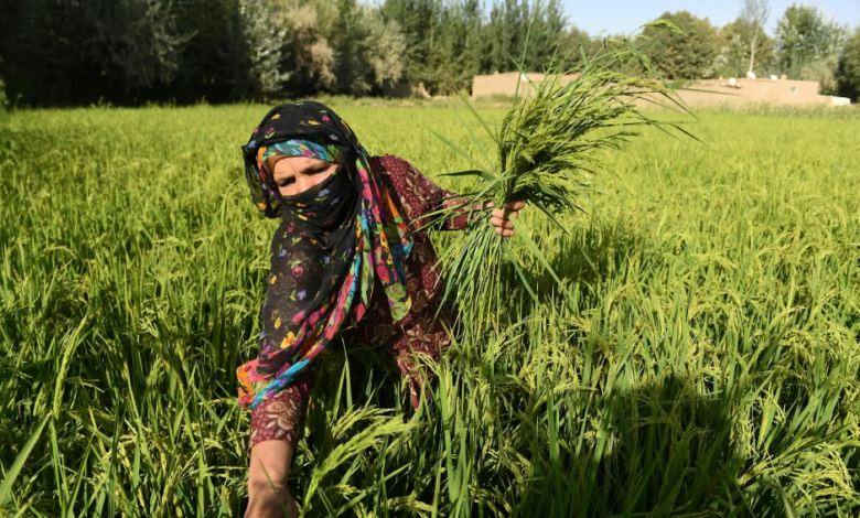 تحالف دولي لإعادة إحياء الزراعة في أفغانستان عبر مشروع تنموي ضخم