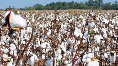 مبكرة النضج وموفرة للمياه.. الزراعة تعلن خريطة أصناف القطن المعتمدة لموسم 2026