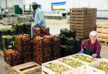 1446 شركة تحصل على 2782 إذن تصدير لحاصلات زراعية خلال الأسبوع الماضي