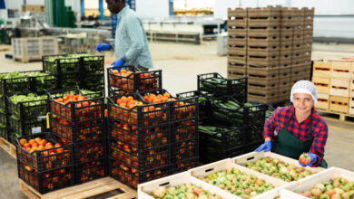 1446 شركة تحصل على 2782 إذن تصدير لحاصلات زراعية خلال الأسبوع الماضي