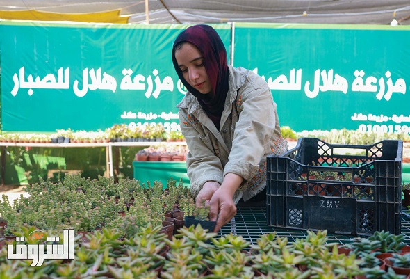 دليلك لتجربة ممتعة وشراء النباتات عند زيارة معرض زهور الربيع للمرة الأولى