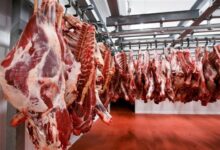 رئيس قطاع الثروة الحيوانية: حققنا زيادة 8% في إنتاج اللحوم والألبان هذا العام