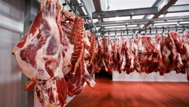 رئيس قطاع الثروة الحيوانية: حققنا زيادة 8% في إنتاج اللحوم والألبان هذا العام