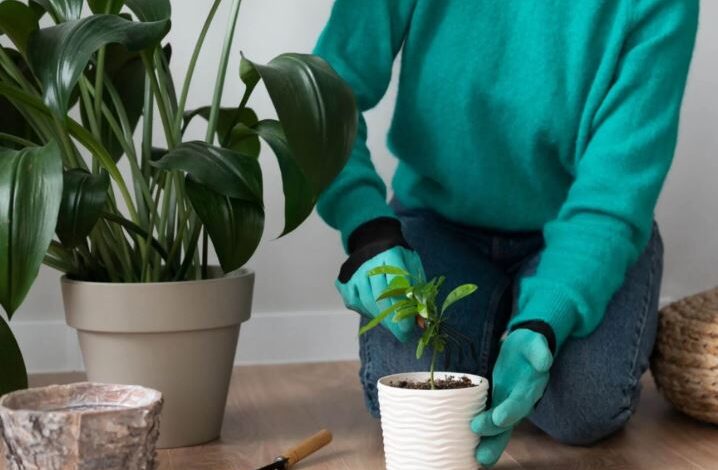 من بينها صدمة الانتقال.. لماذا تموت النباتات المنزلية بعد شرائها؟‬