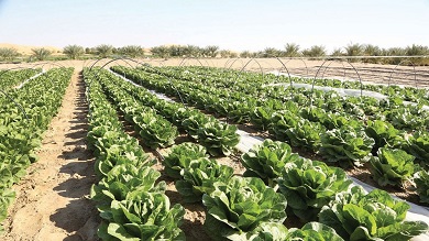 في اليوم الدولي لصحة النبات.. كيف يهدد تغير المناخ غذاءنا؟